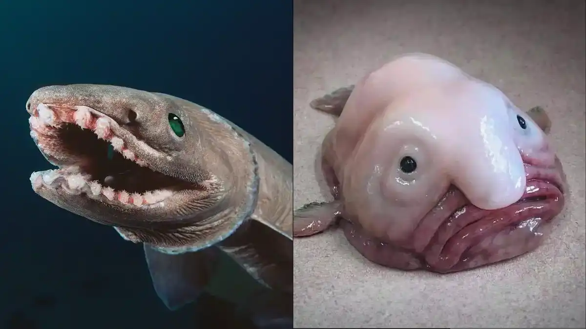 Criaturas marinhas estranhas. Algumas parecem alienígenas!