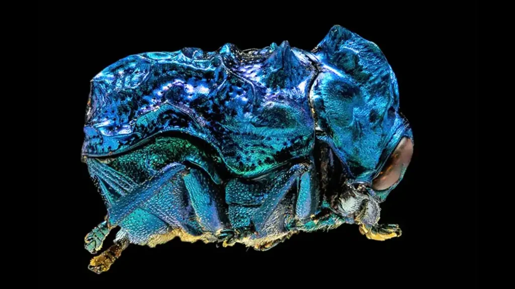 A Fascinante Presença do Escaravelho: Não é só o Besouro Azul