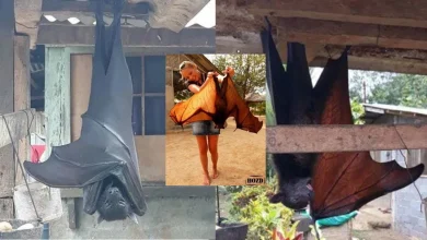 Morcego Gigante Filipino: A Raposa Voadora